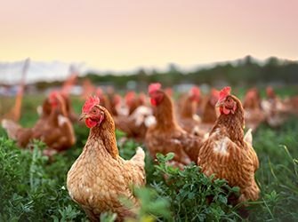 Organic animals